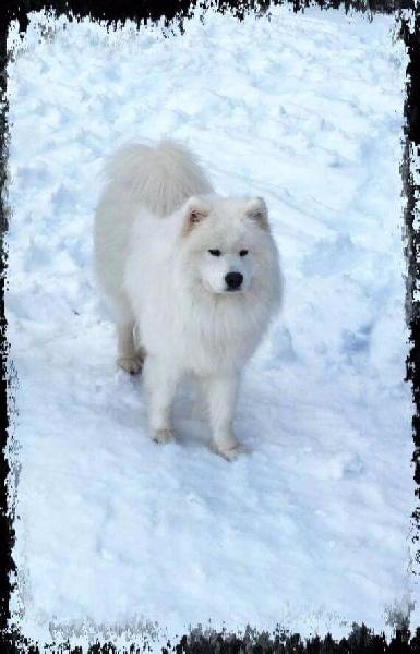 grand smile Great spirit of the north