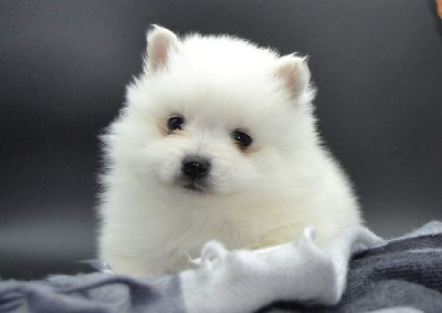 CHIOT 3